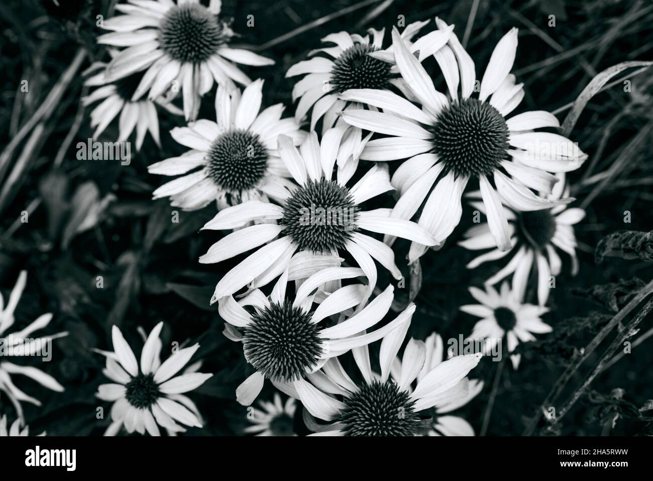 Weißer Sonnenhut im Blumenbeet Stockfoto