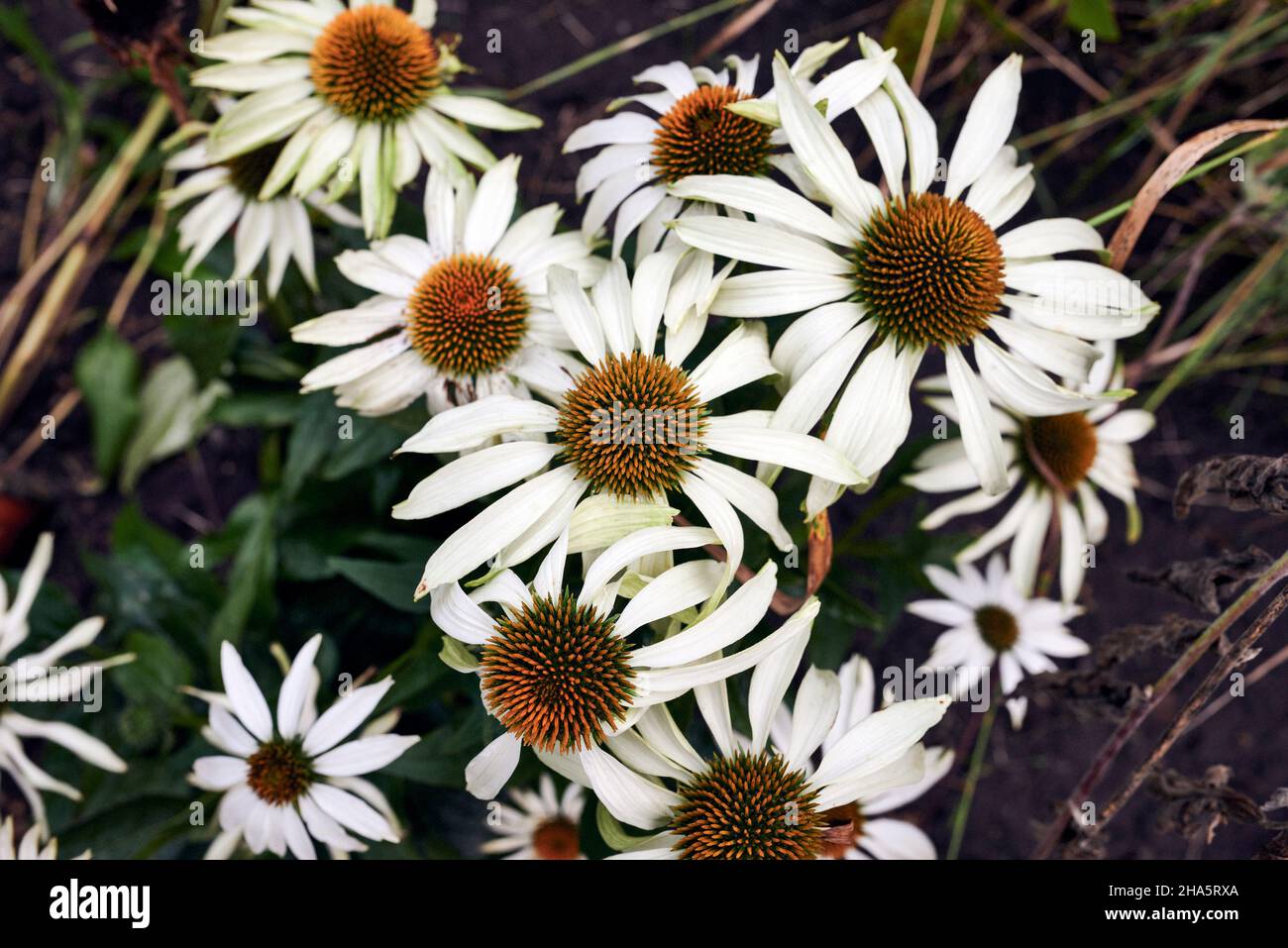 Weißer Sonnenhut im Blumenbeet Stockfoto