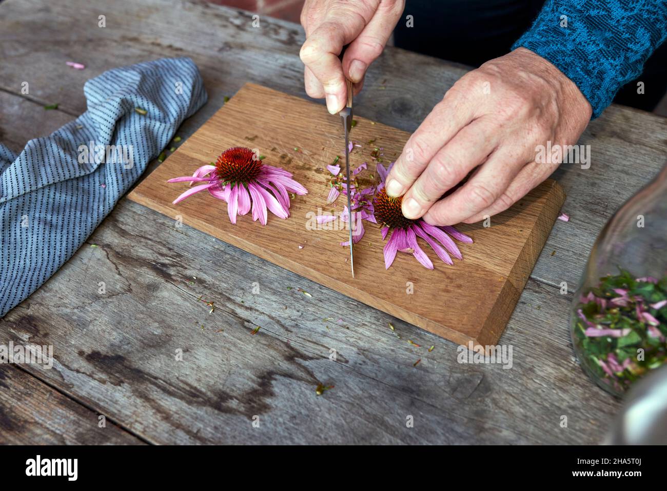 Um eine Echinacea-Tinktur zu machen, werden ganze Pflanzen von einer Frau auf einem Holzbrett in große Stücke geschnitten Stockfoto
