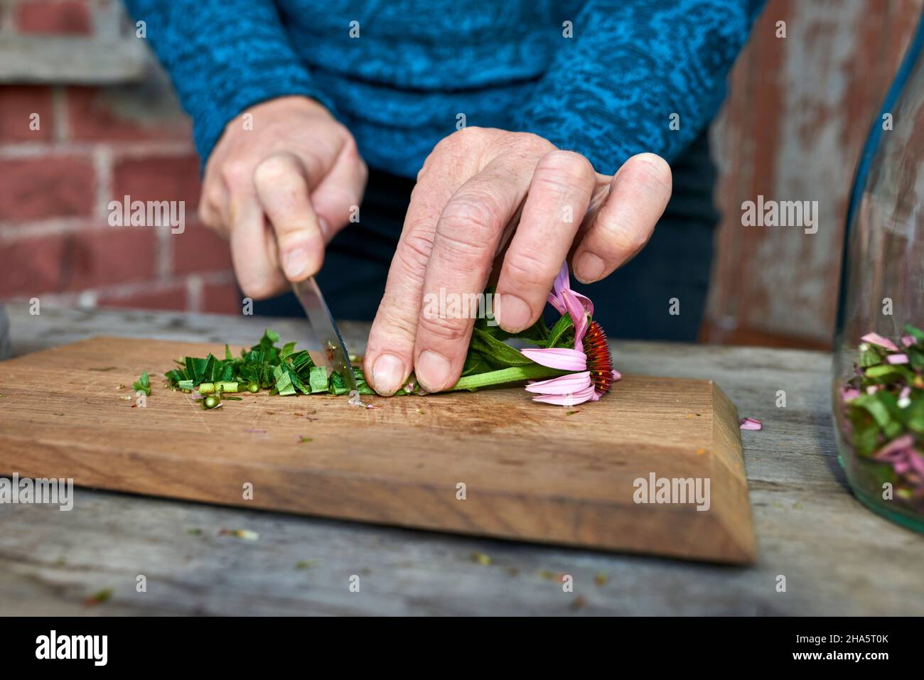 Zur Herstellung einer Echinacea-Tinktur werden ganze Pflanzen von einer Frau auf einem Holzbrett in große Stücke geschnitten; im Hintergrund eine Ziegelwand Stockfoto