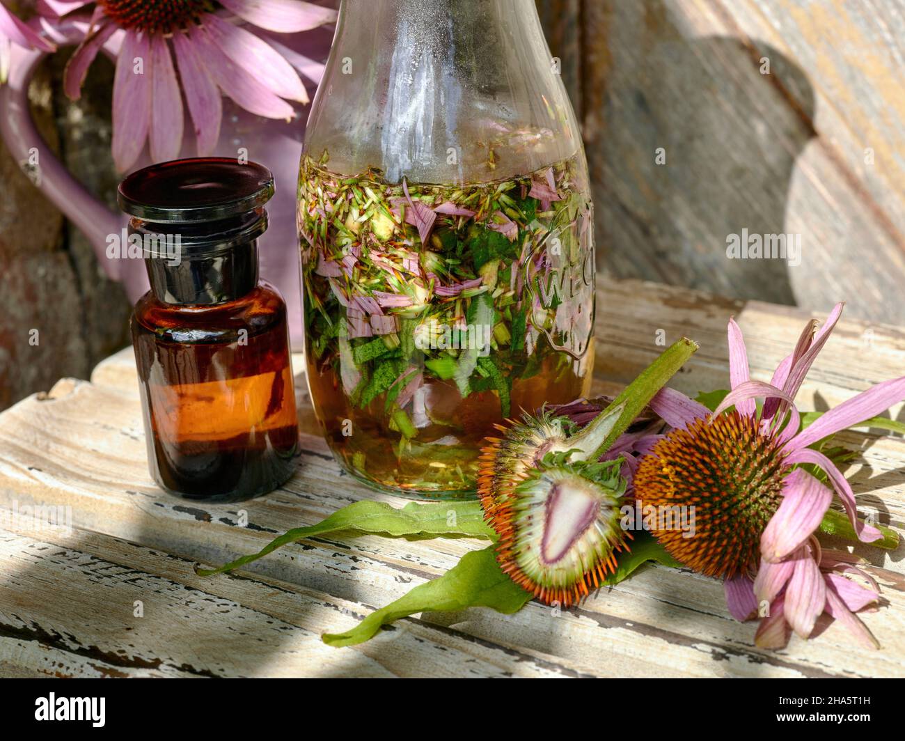 Konelblüten- oder Echinacea-Tinktur in einer braunen Apothekenflasche, eine Weckflasche mit zerdrücktem Echinacea und zwei Echinacea-Blüten, von denen eine in zwei Hälften geschnitten ist, auf einem Holztisch vor einem Krug mit weiteren Blumen und einer Holztür Stockfoto
