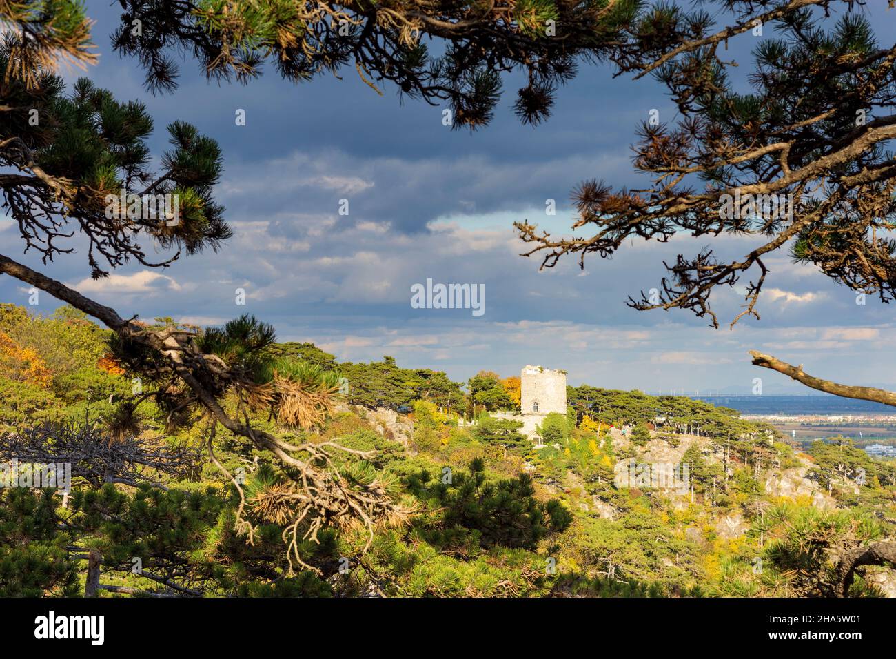 mödling,naturpark föhrenberge(naturpark föhrenberge),schwarzer turm(schwarzer Turm),Bäume österreichische Kiefer (Schwarzkiefer,pinus nigra) in wienerwald,wienerwald,niederösterreich,österreich Stockfoto