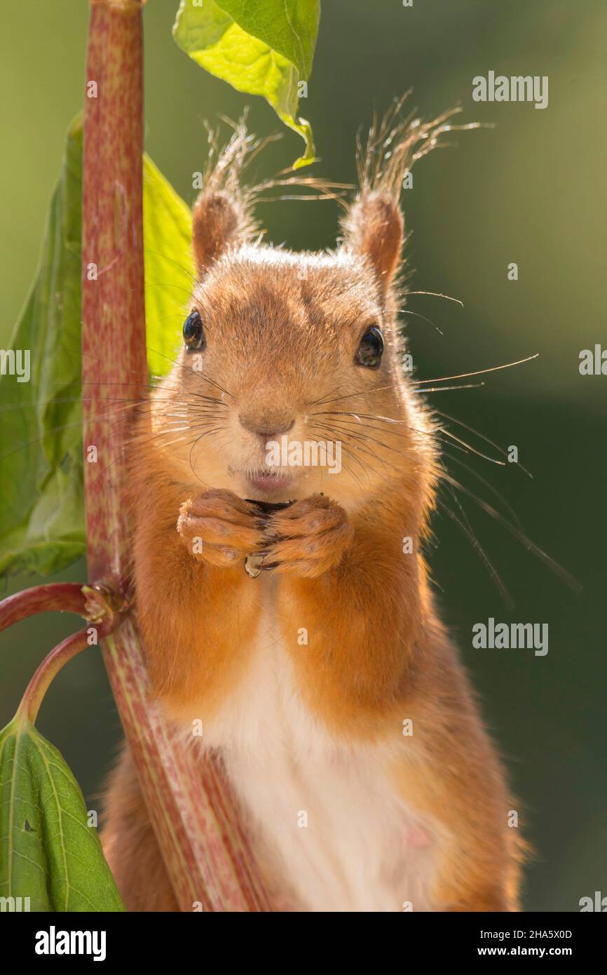 Nahaufnahme eines roten Eichhörnchens, das auf die Linse neben einem roten Ast zeigt Stockfoto
