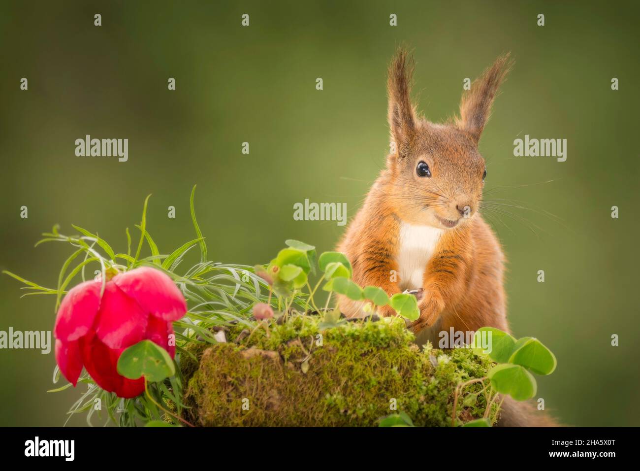Rotes Eichhörnchen mit einem glücklichen Gesicht, das mit einer roten Blume steht Stockfoto
