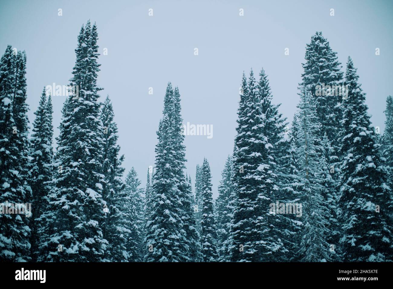 Schneebedeckte Bäume im Winter Stockfoto