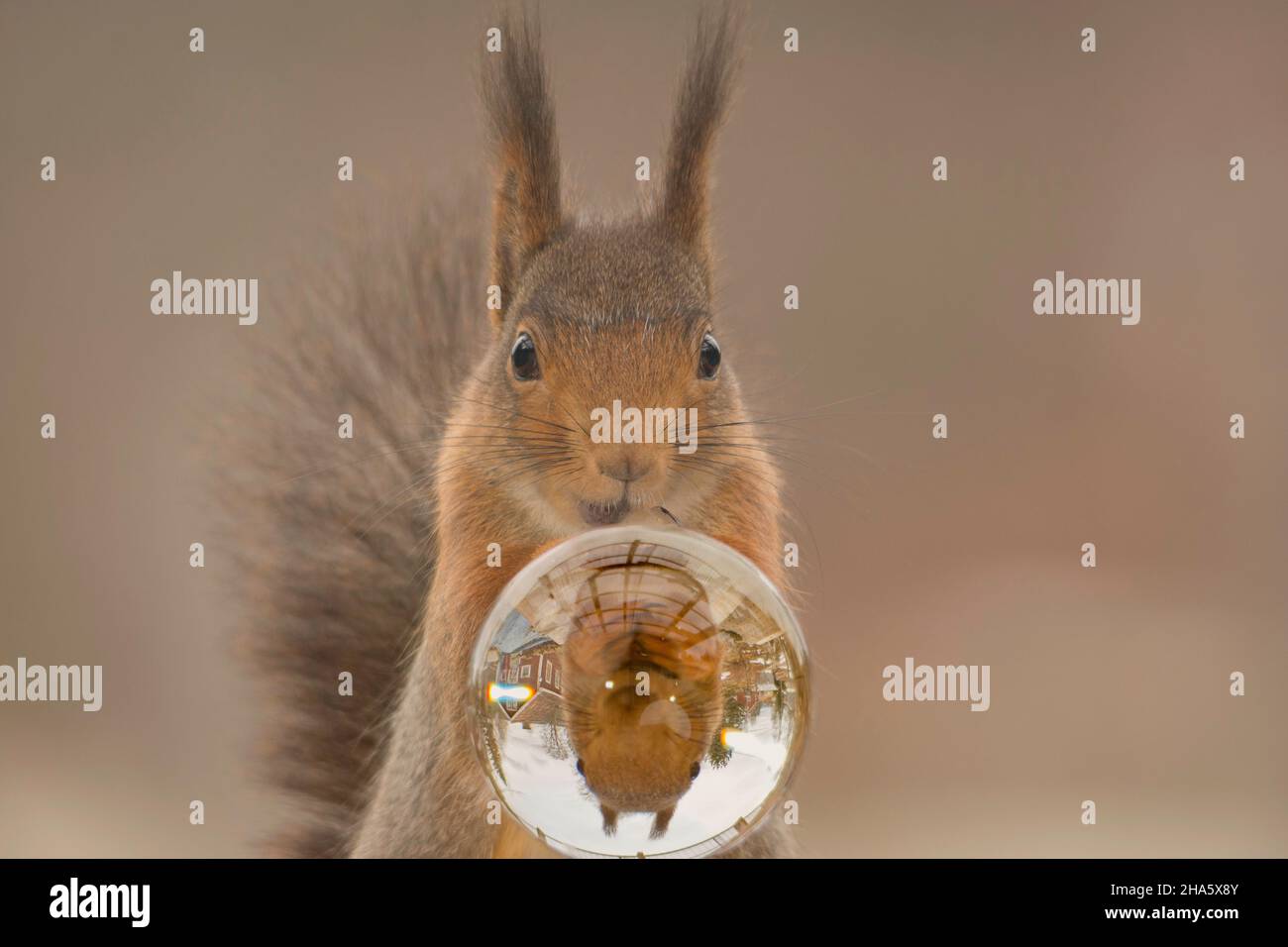 Eichhörnchen in Krystal Ball mit verschwommen Reflexion suchen Stockfoto