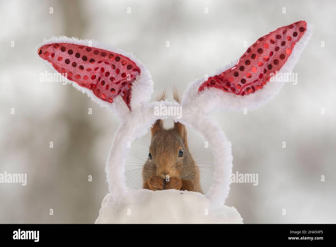 Eichhörnchen im Schnee mit Ostern Hasenohren Stockfoto