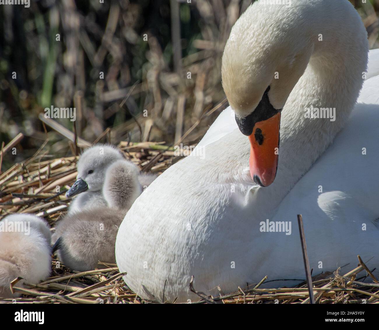Erwachsene Mute Swan Preening mit Cygnets in der Nähe. Nahaufnahme. Stockfoto
