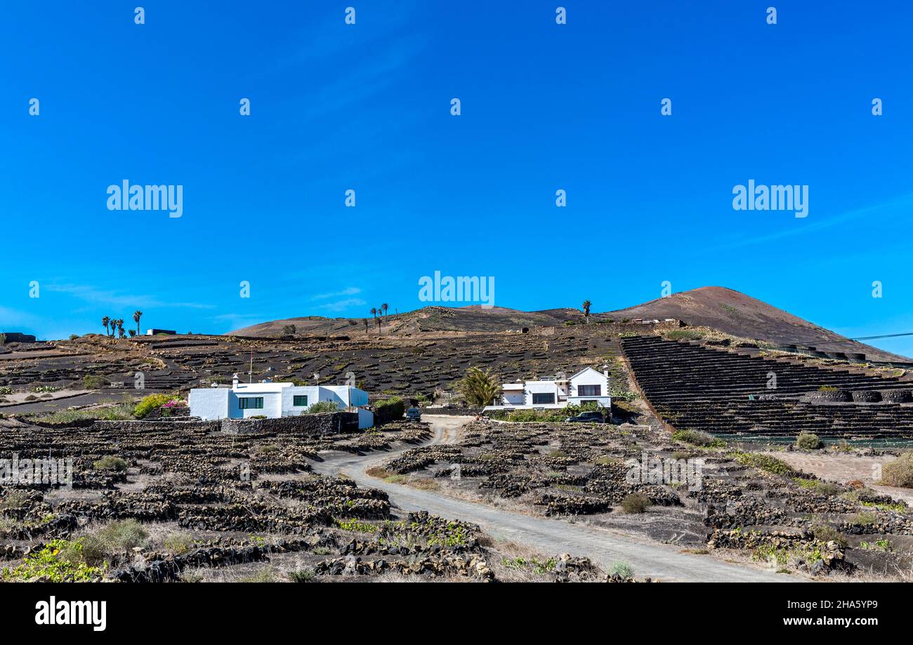 Weinreben in halbrunden Wänden in den Lavafeldern, La geria, Weinbau, lanzarote, kanarische Inseln, Kanaren, spanien, europa Stockfoto