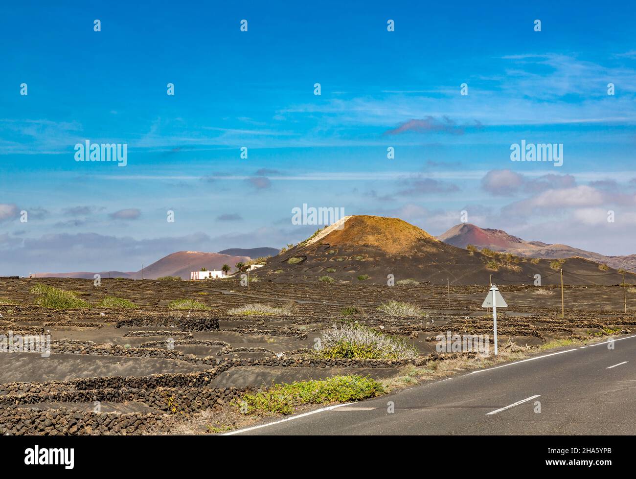 Weinreben in halbrunden Wänden in den Lavafeldern, Weinbau, La geria, lanzarote, kanarische Inseln, Kanaren, spanien, europa Stockfoto