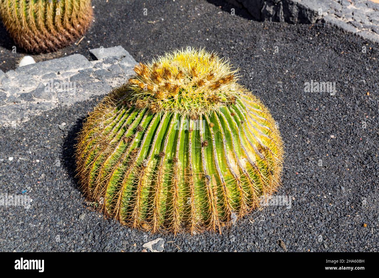 Kaktus, Schwiegermutter, Goldkugelkaktus, (echinocactus grusonii), costa teguise, lanzarote, Kanaren, kanarische Inseln, spanien Stockfoto