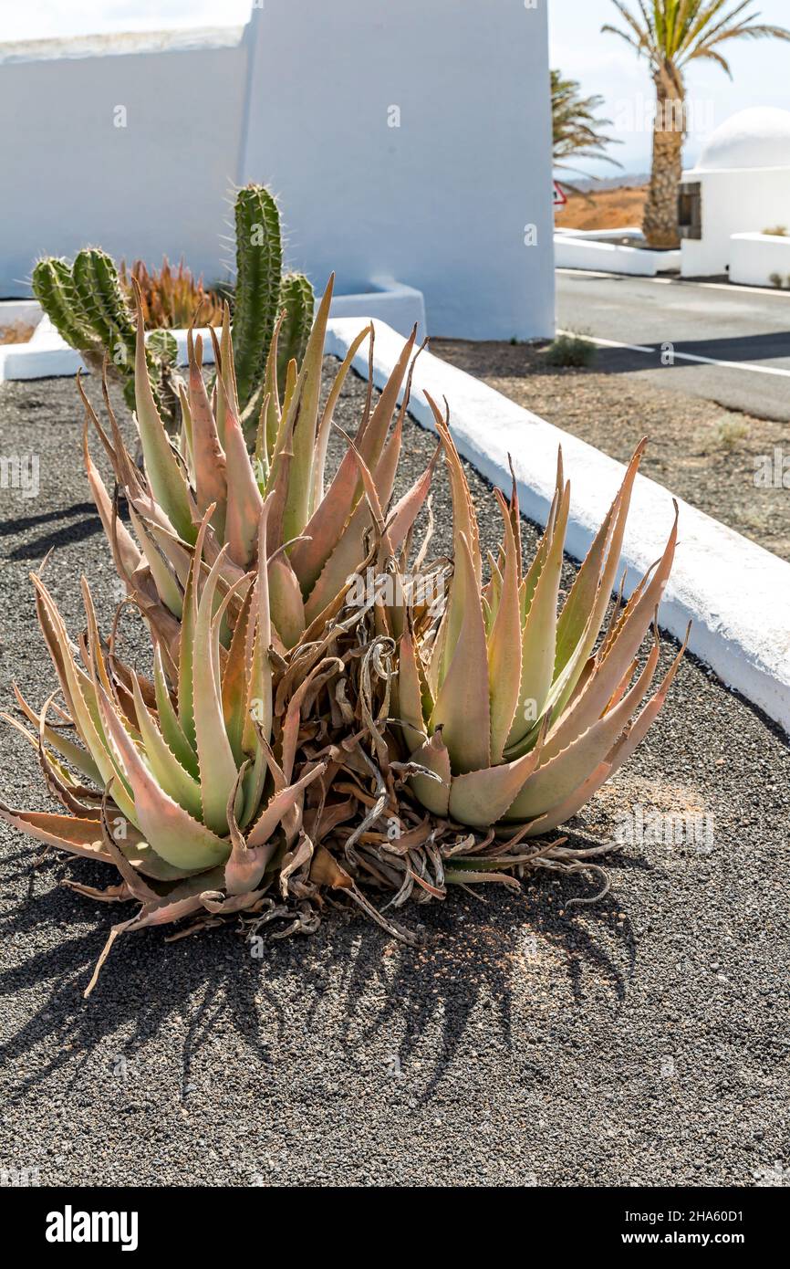 Aloe vera lanzarote canaries spain -Fotos und -Bildmaterial in hoher  Auflösung – Alamy