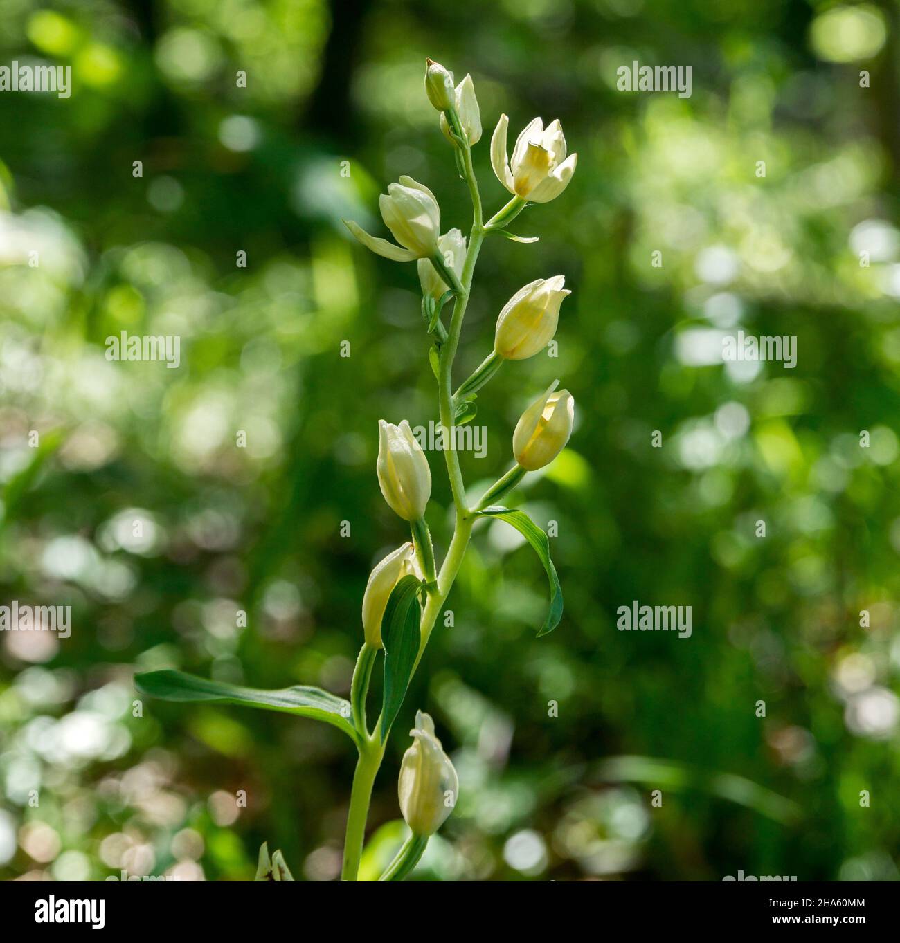 blaubeuren-pappelau,weißes Helleborine,cepalanthera damasonium,die Orchidee steht unter Naturschutz,blaubeuren,baden-württemberg,deutschland Stockfoto