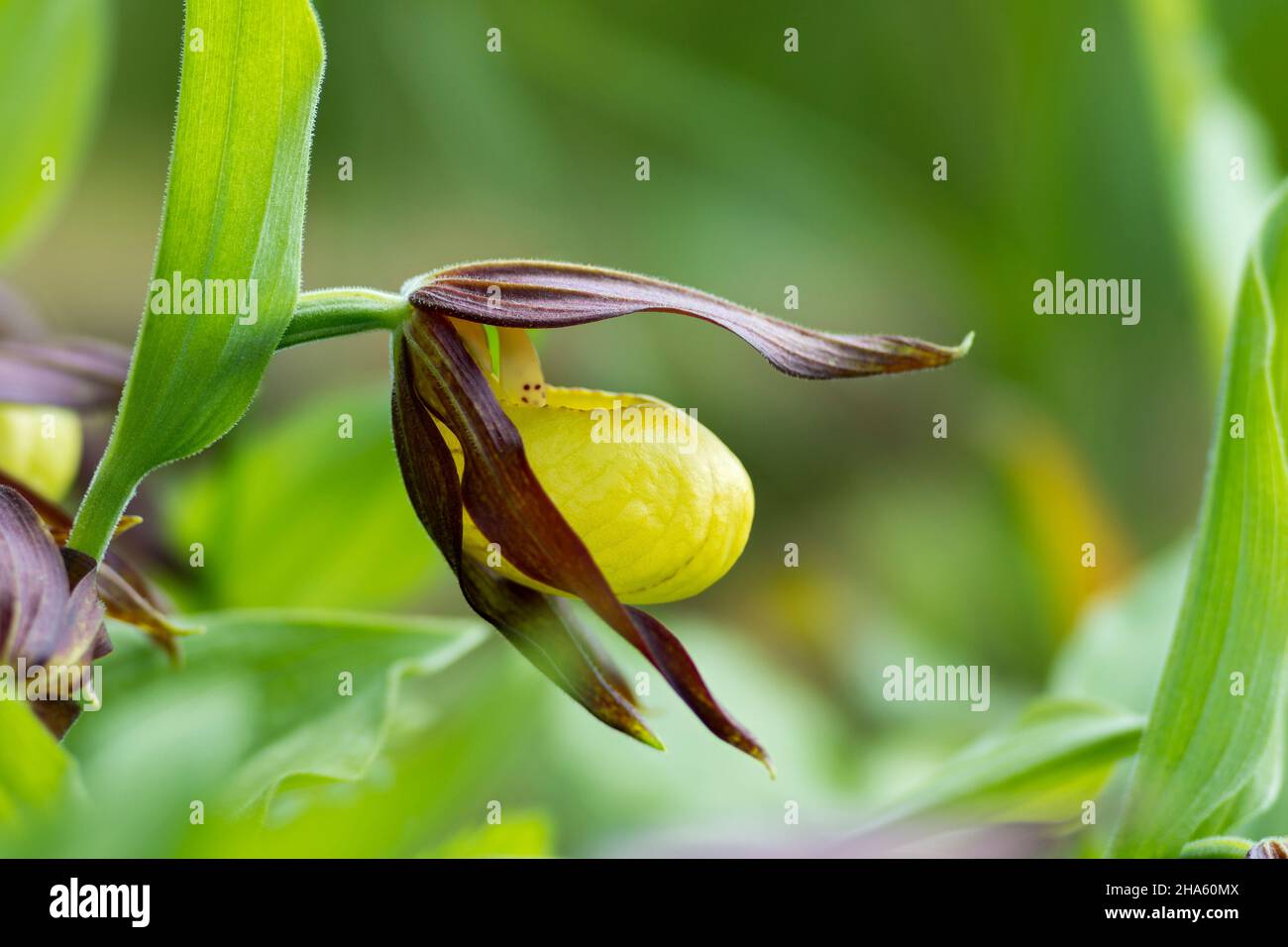 deutschland,baden-württemberg,hohenstein-eglingen,gelber Frauenschuh,cypripedium calceolus,Orchidee Stockfoto