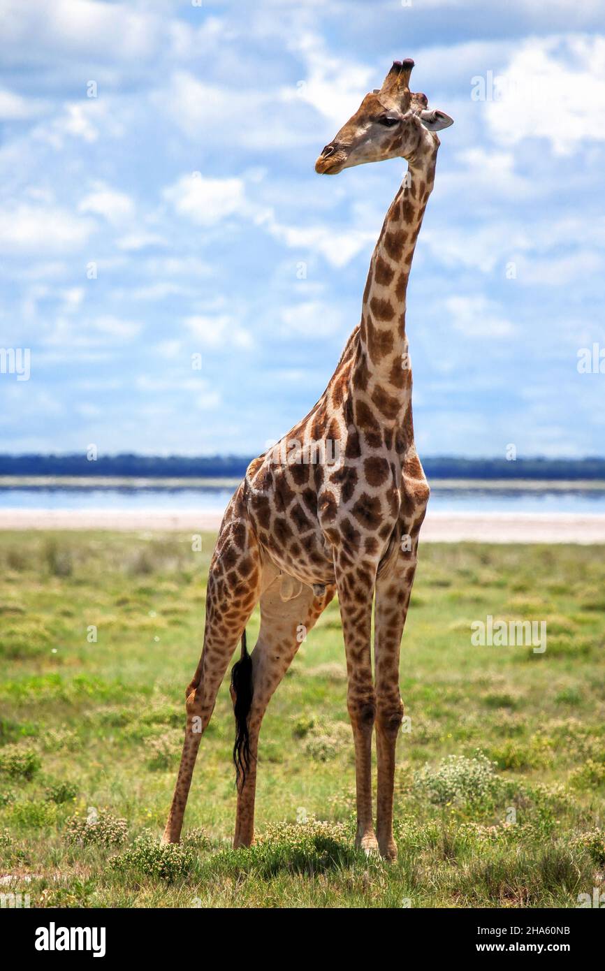 Giraffe in einer afrikanischen Savanne Stockfoto