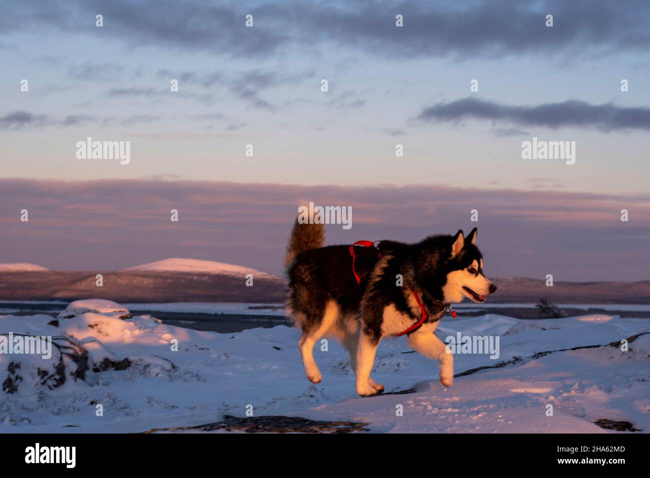 husky auf dem särkitunturi, Berg bei muonio, lappland, finnland Stockfoto