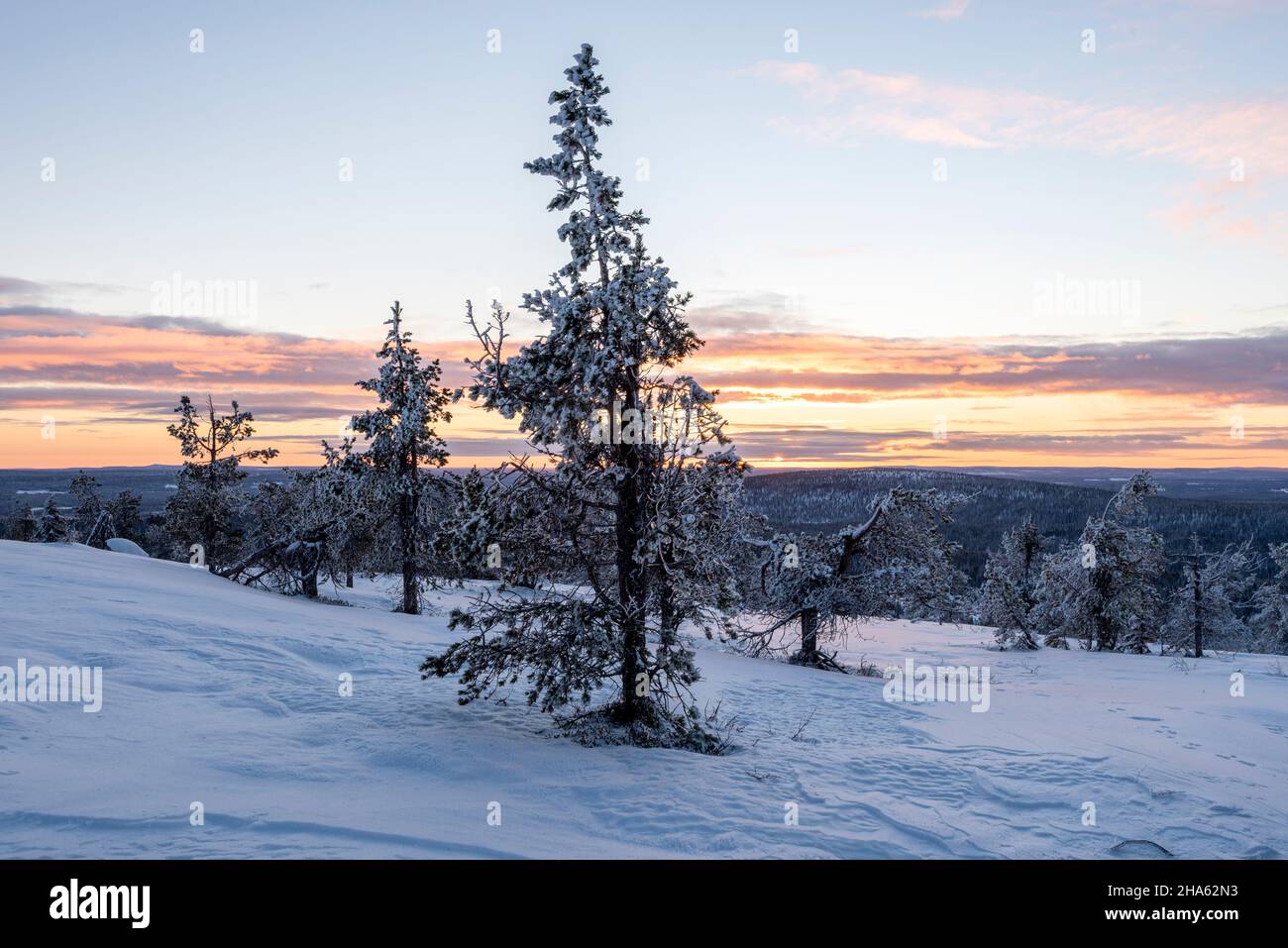 Baumgrenze,särkitunturi,Berg bei muonio,lappland,finnland Stockfoto