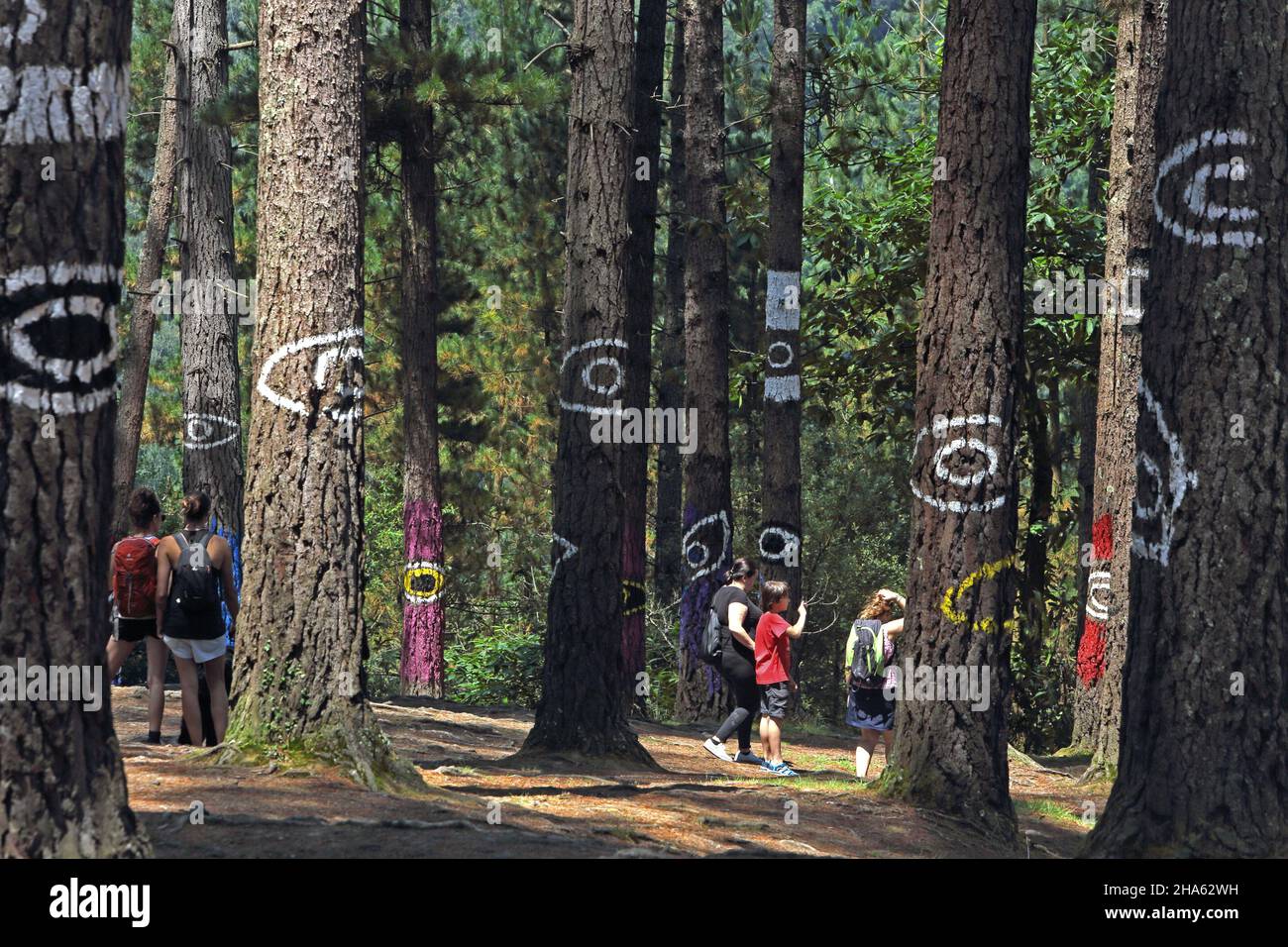 Der bemalte Wald von Oma ist ein LandArt-Projekt des baskischen Künstlers Agustin Ibarrola, Oma-Tal in der Nähe von Gernika, Urdaibai Biosphärenreservat, Baskenland Coun Stockfoto