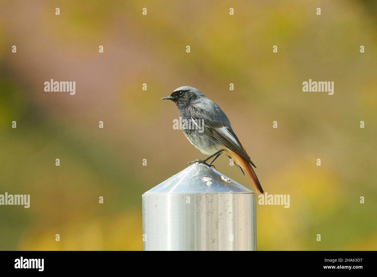 Schwarzer Rottanz (phoenicurus ochruros), Männchen an einer Gartenlampe, bayern, deutschland, europa Stockfoto