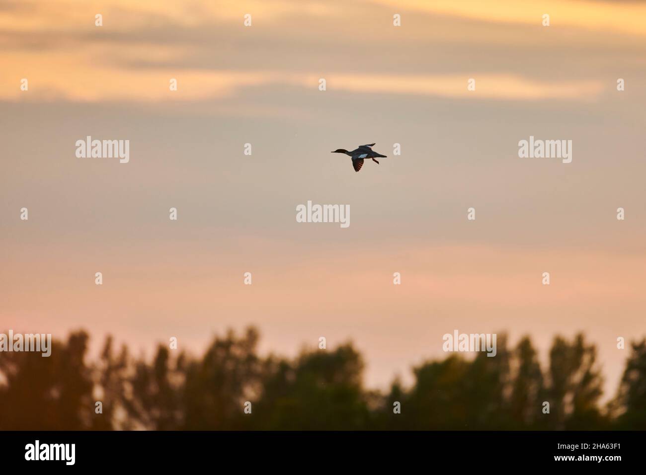 Gänsehautweibchen (mergus merganser) fliegen bei Sonnenuntergang über der donau, bayern, deutschland Stockfoto