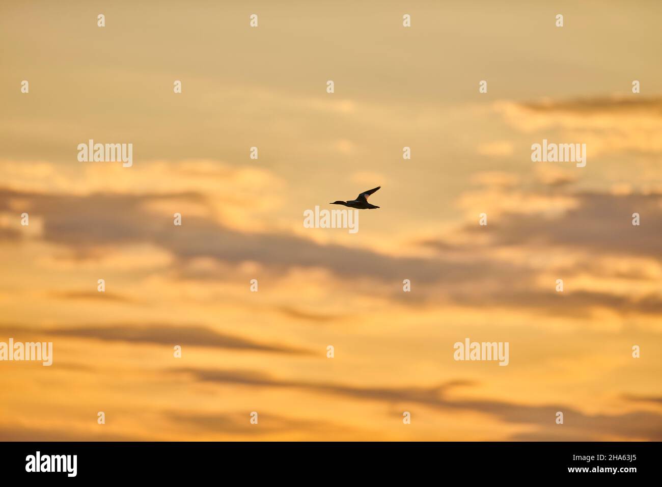 Gänsehautweibchen (mergus merganser) fliegen bei Sonnenuntergang über der donau, bayern, deutschland Stockfoto
