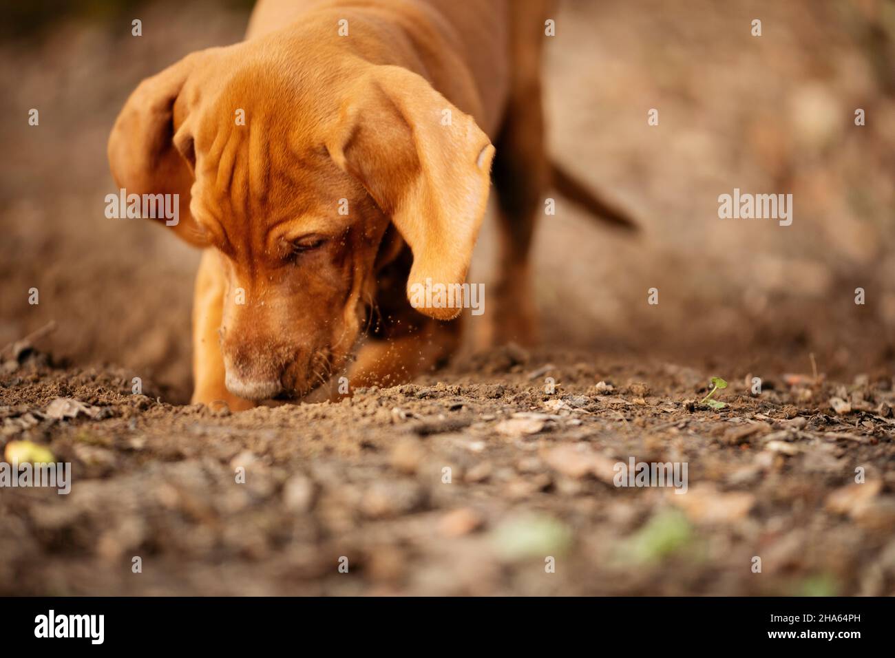 Kurzhaariger ungarischer, zeigender Hund Stockfoto