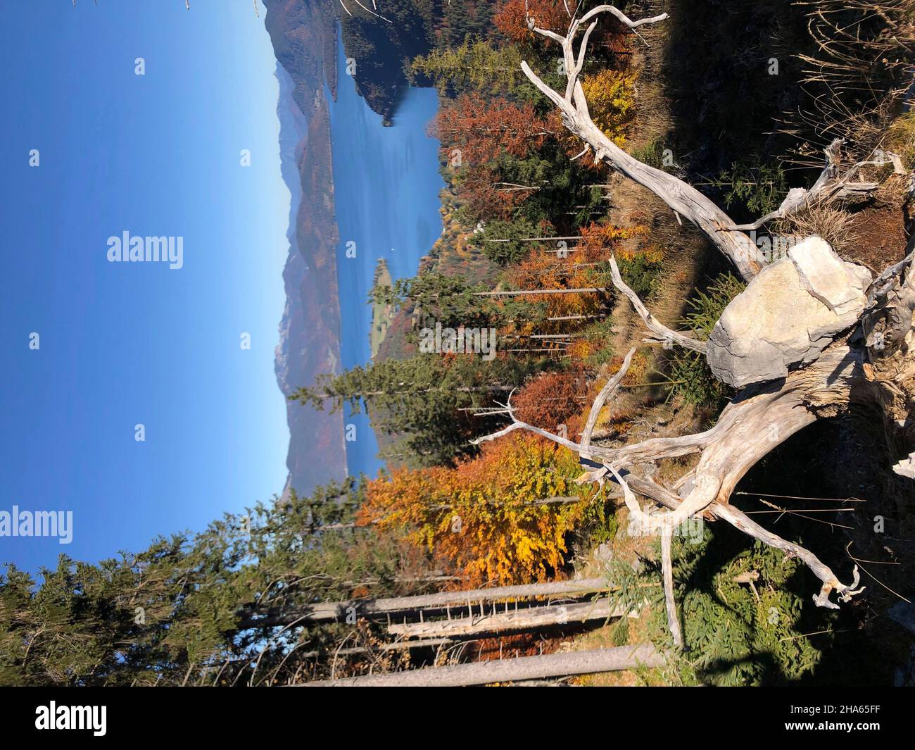 Naturblick mit Wurzeln am walchensee,unterhalb des simetsberg,Estergebirge,bayerische voralpen,Natur,Berge,Herbst,walchensee,wallgau,obernach,oberbayern,alpenwelt karwendel,deutschland Stockfoto