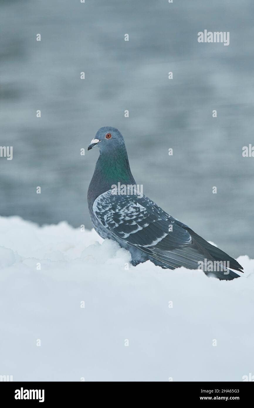 die felstaube oder Stadttaube (columba livia domestica) steht im Schnee, bayern, deutschland Stockfoto