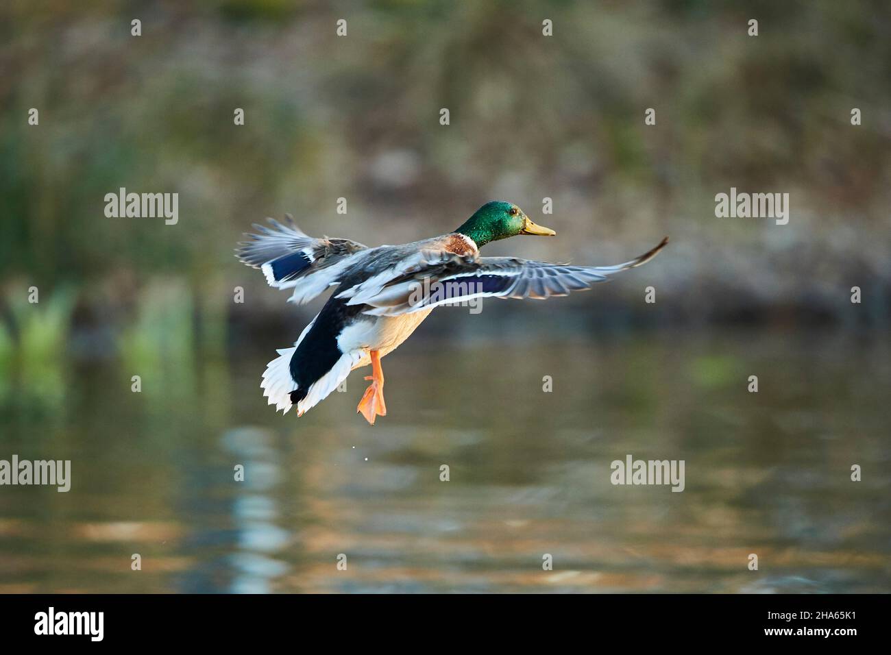 mallard (anas platyrhynchos),drake,landet in einem bayerischen See,deutschland Stockfoto