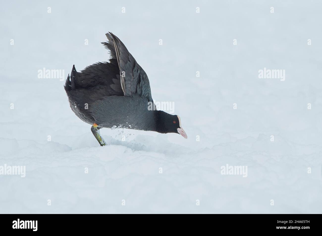 ruß oder Ruß (fulica atra) im Winter, bayern, deutschland Stockfoto