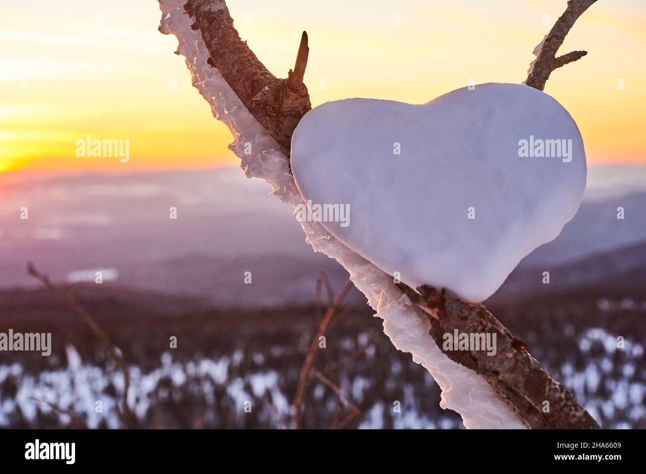 Herz aus Schnee in einer Gabelung bei Sonnenuntergang am Berg lusen, Valentinstag, bayern, deutschland Stockfoto