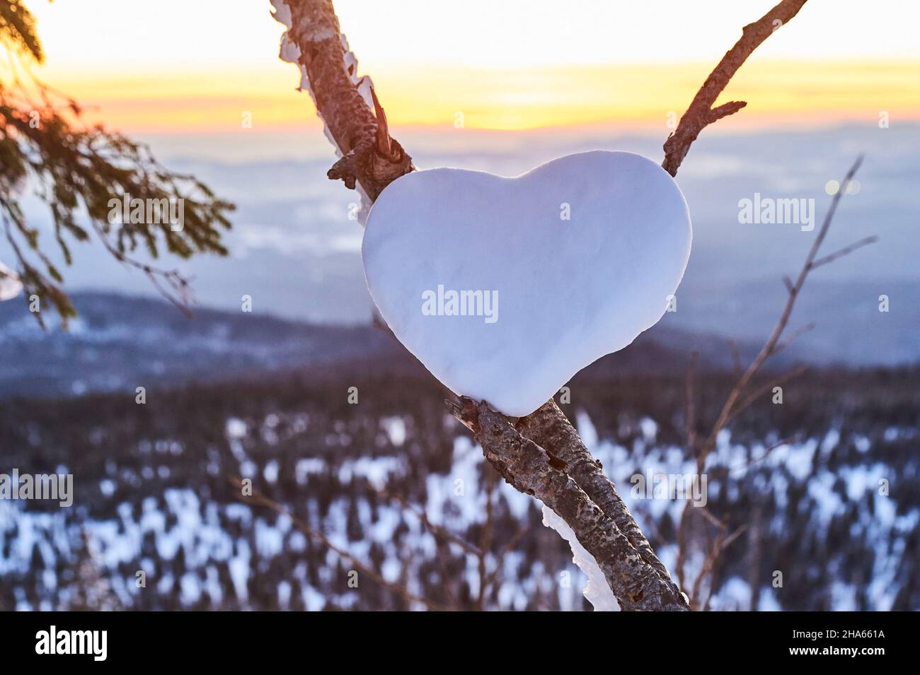 Herz aus Schnee in einer Gabelung bei Sonnenuntergang am Berg lusen, Valentinstag, bayern, deutschland Stockfoto