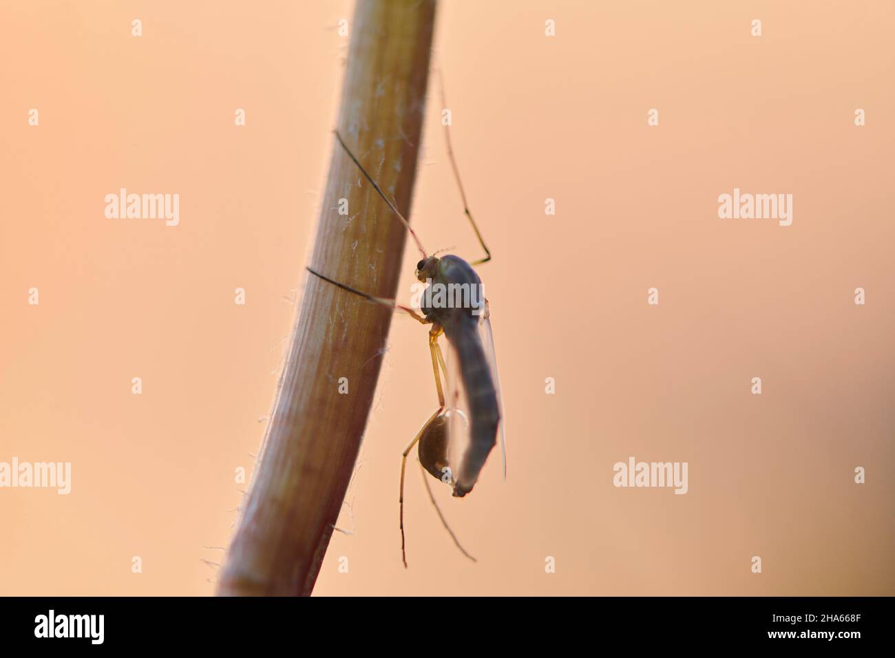 predator Fly (asilus rufibarbis) sitzt auf trockenem Zweig, byern, deutschland Stockfoto