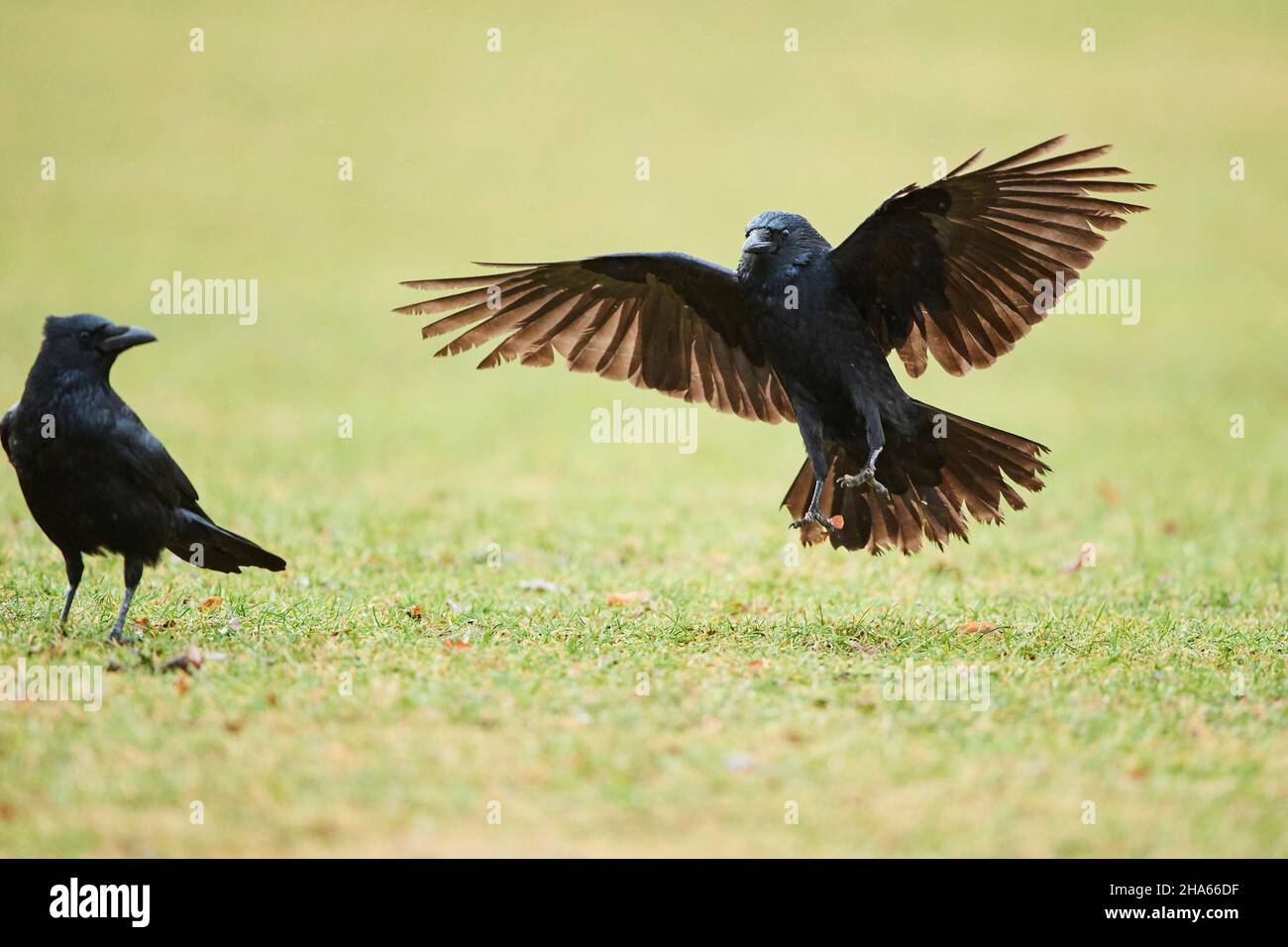 Aaskrähe (corvus corone), landet auf einer Wiese,bayern,deutschland Stockfoto