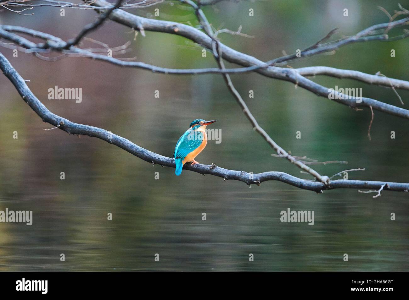 kingfisher (alcedo atthis) sitzt auf einem Zweig, Bayern, deutschland Stockfoto