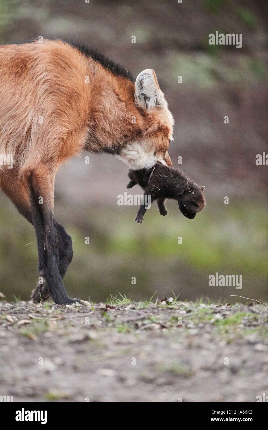 Mähne Wolf (Chrysocyon brachyurus), Mutter, junges Tier, tragend, seitlich Stockfoto