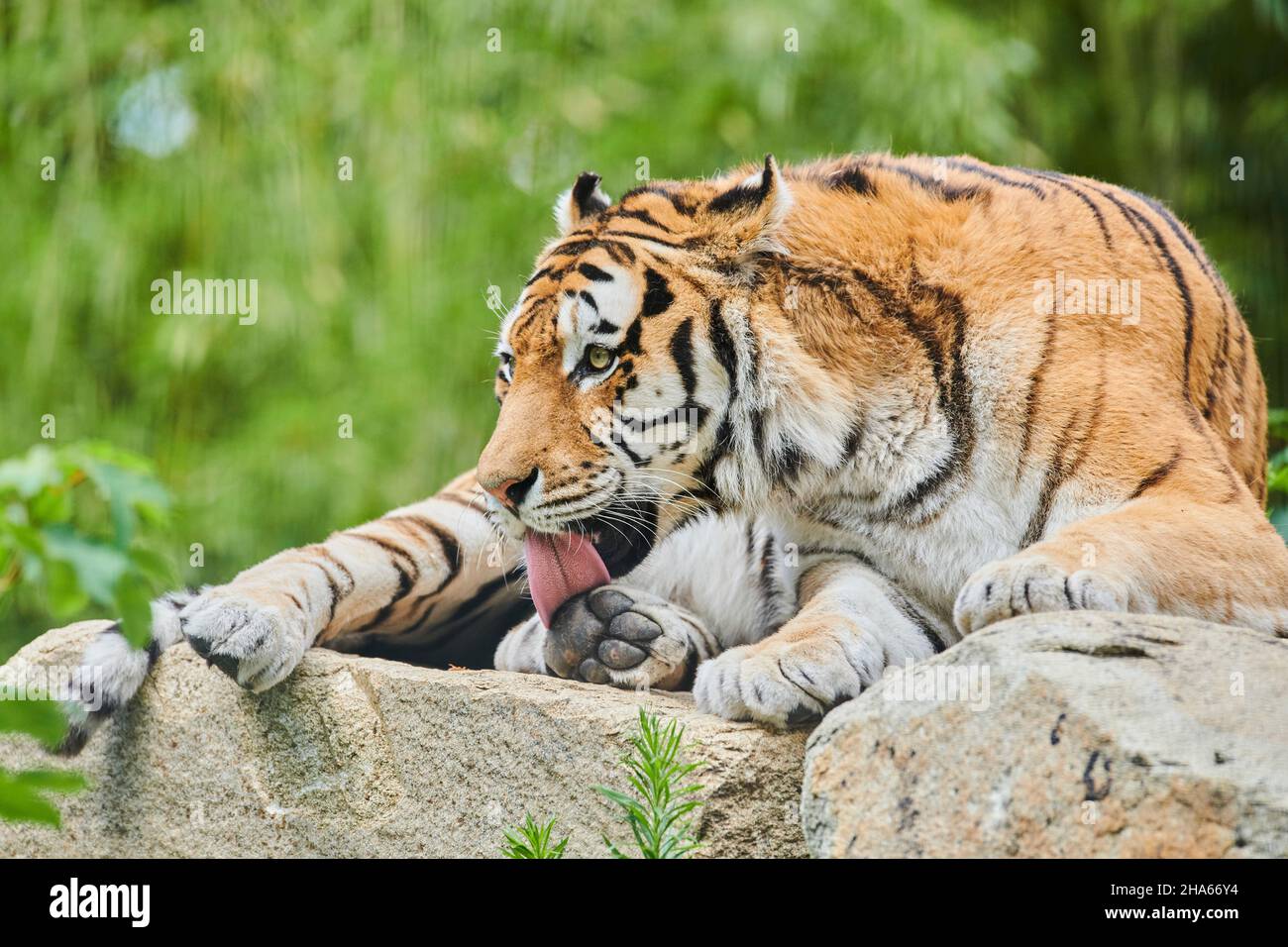 sibirischer Tiger (panthera tigris altaica), frontal, liegend Stockfoto