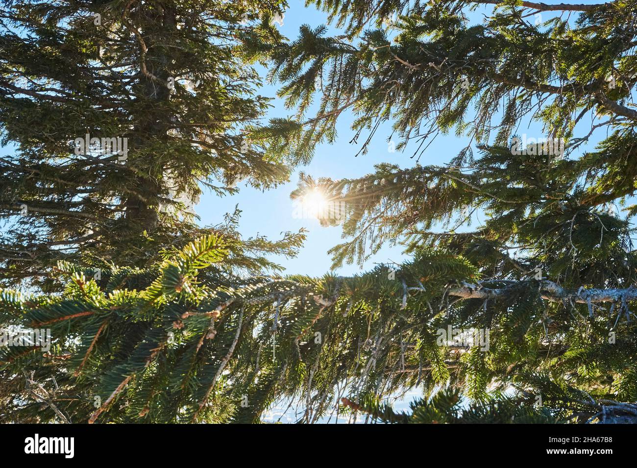 Lichtdurchflutete Fichtenzweige, (picea abies) Sonne, Berg, lusen, bayerischer Wald, bayern, deutschland Stockfoto