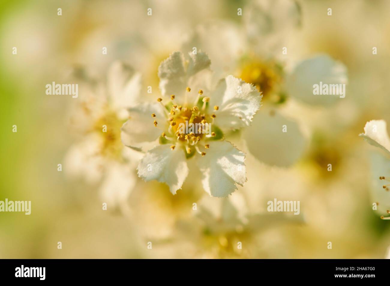 Gewöhnliche Vogelkirsche, gewöhnliche Vogelkirsche oder Traubenkirsche (prunus padus, Padus avium), Blüten, bayern, deutschland, europa Stockfoto