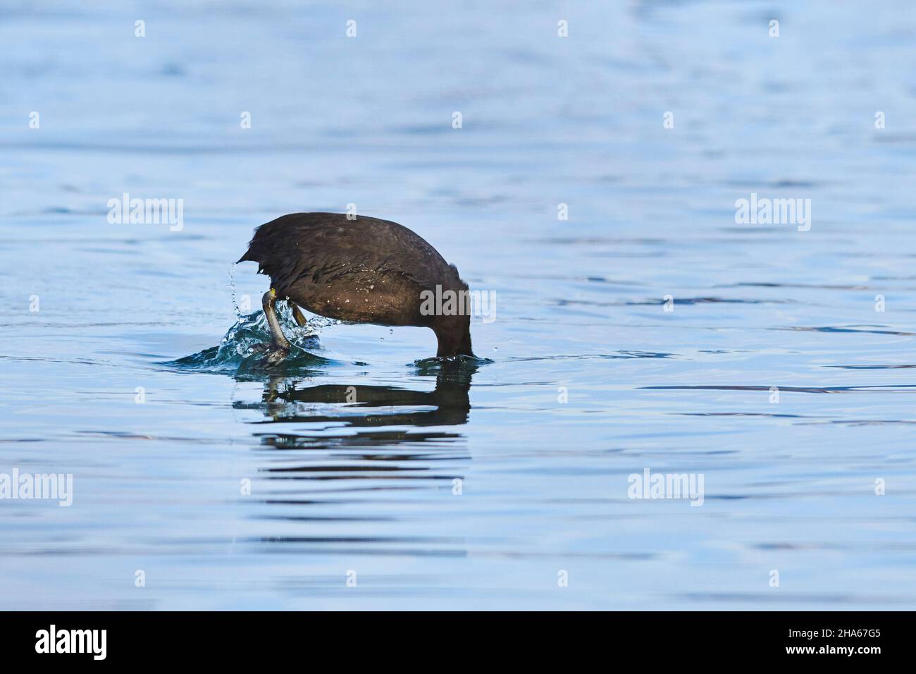 ruß oder Ruß (fulica atra) taucht in einen See,bayern,deutschland Stockfoto