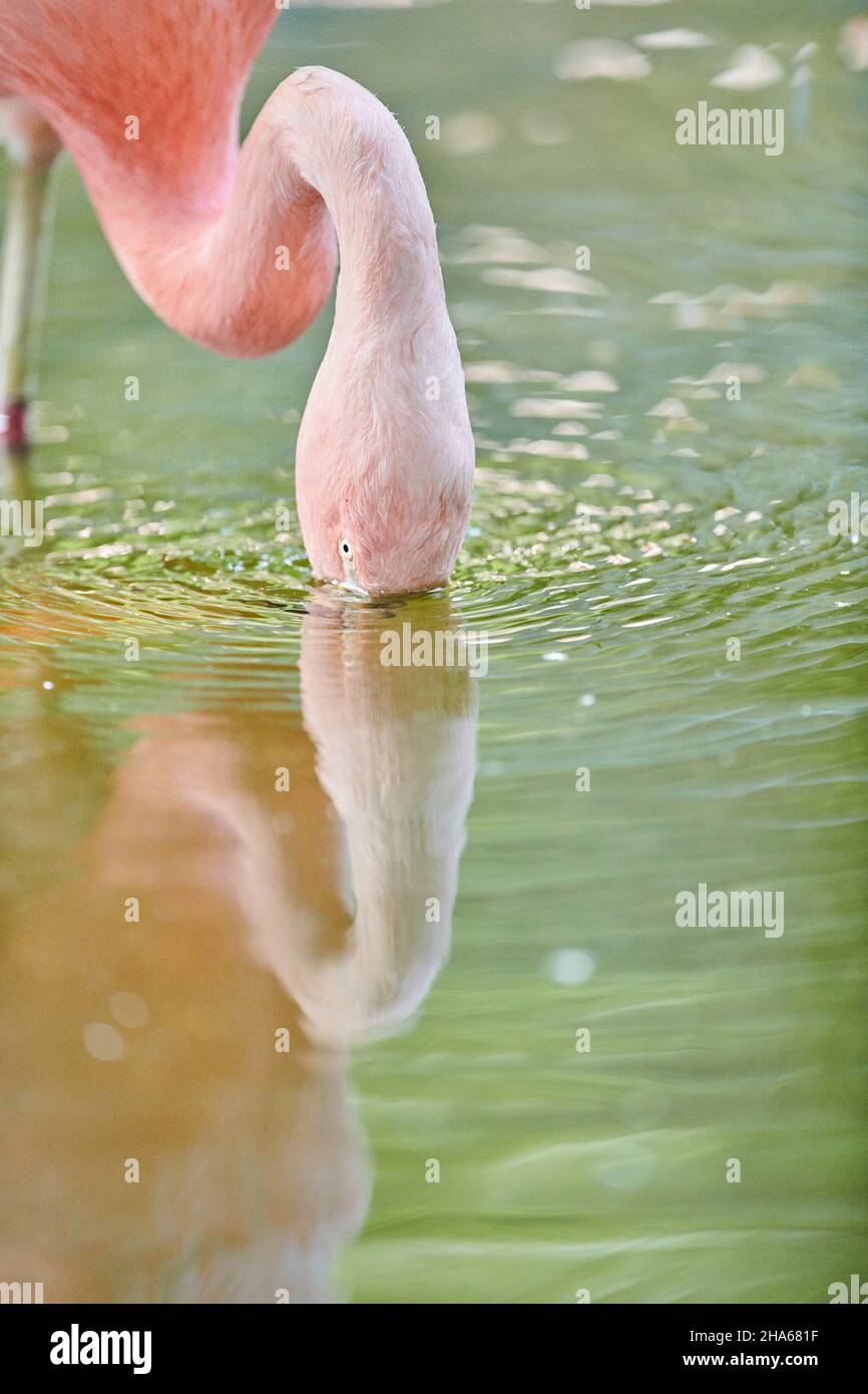 Chileflamingo oder chilenischer Flamingo (phoenicopterus chilensis), Portrait, Essen, Vorkommen in Südamerika, deutschland, europa Stockfoto