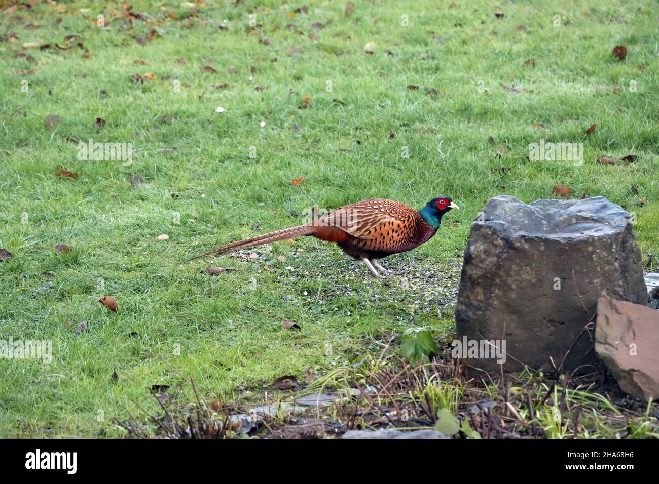 männlicher Fasan (Phasianus colchicus) vom colchicus-Typ (ohne weißen Halsring) an der Futterstelle im Garten Stockfoto