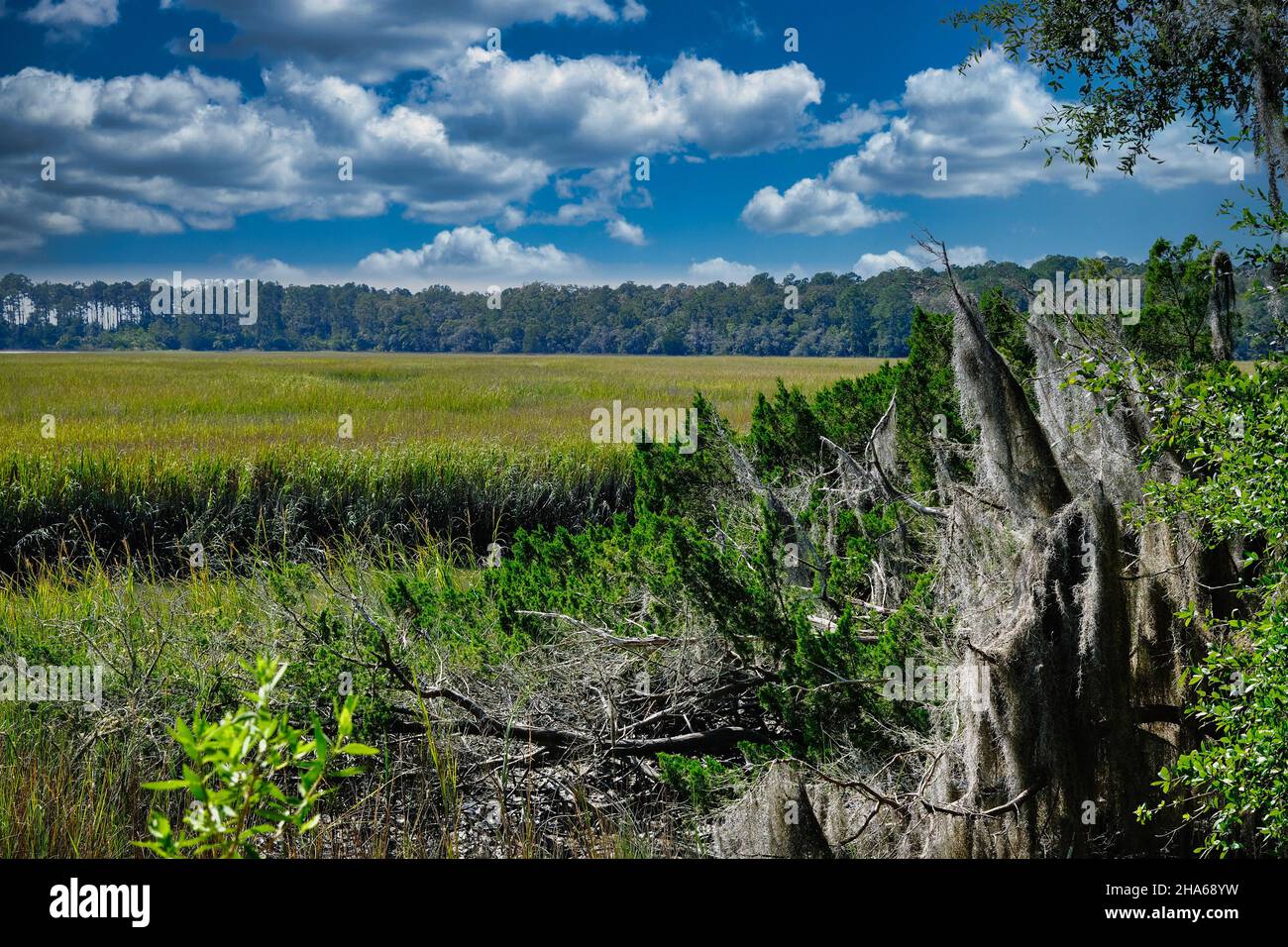 Spanischer Moos am Rand des Feuchtbiotschens Stockfoto