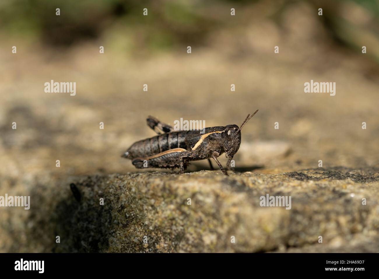 Isolierte Cricket-Insekten leben auf wilden natürlichen Lebensraum, Wildtiere Makro-Tier Stockfoto
