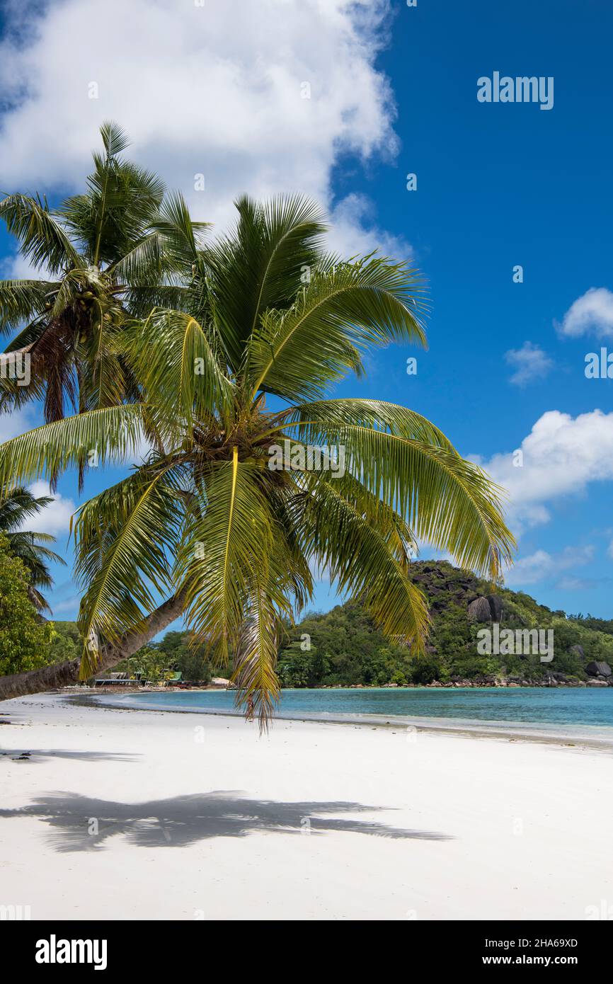 Palm Tree Cote D'Or Beach and Reserve Headland Anse Volbert Praslin Seychelles 1 Stockfoto
