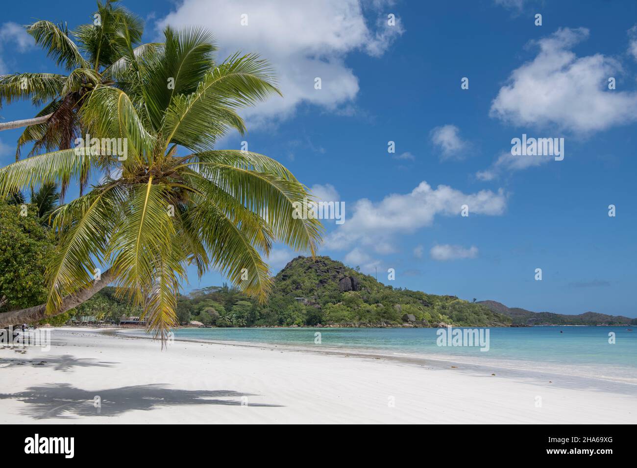 Palm Tree Cote D'Or Beach und Reserve Headland Anse Volbert Praslin Seychellen Stockfoto