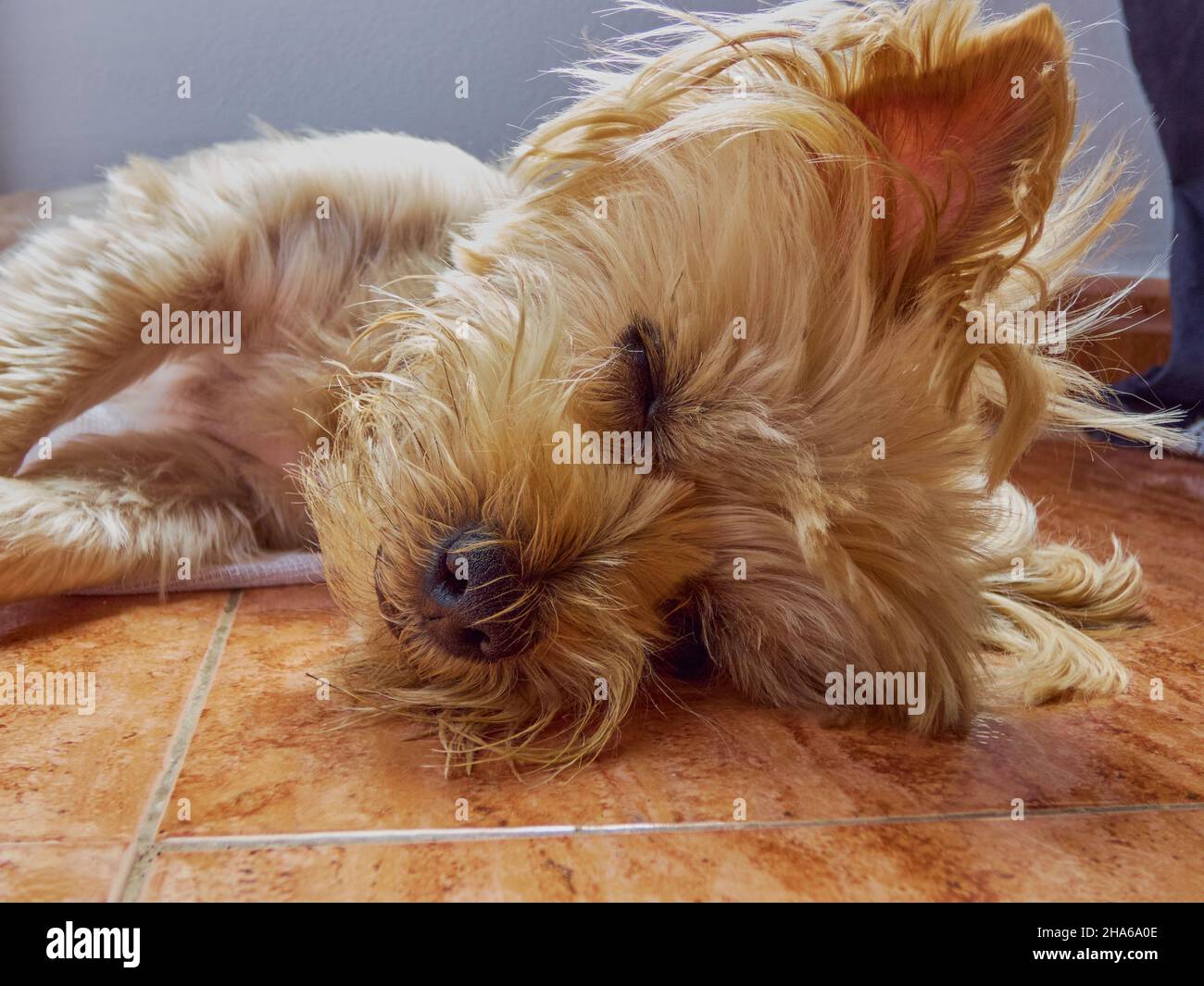 Schönes Haustier yorkshire Terrier auf dem Boden liegend schlafen Stockfoto