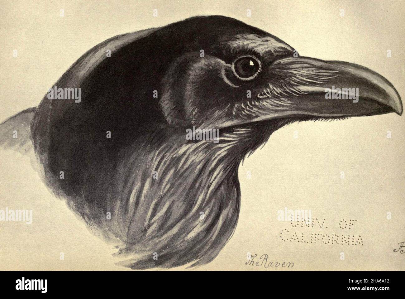 'Der Rabe', aus Platte 47 mit Vögeln aus Moidart und anderswo (1895). Stockfoto