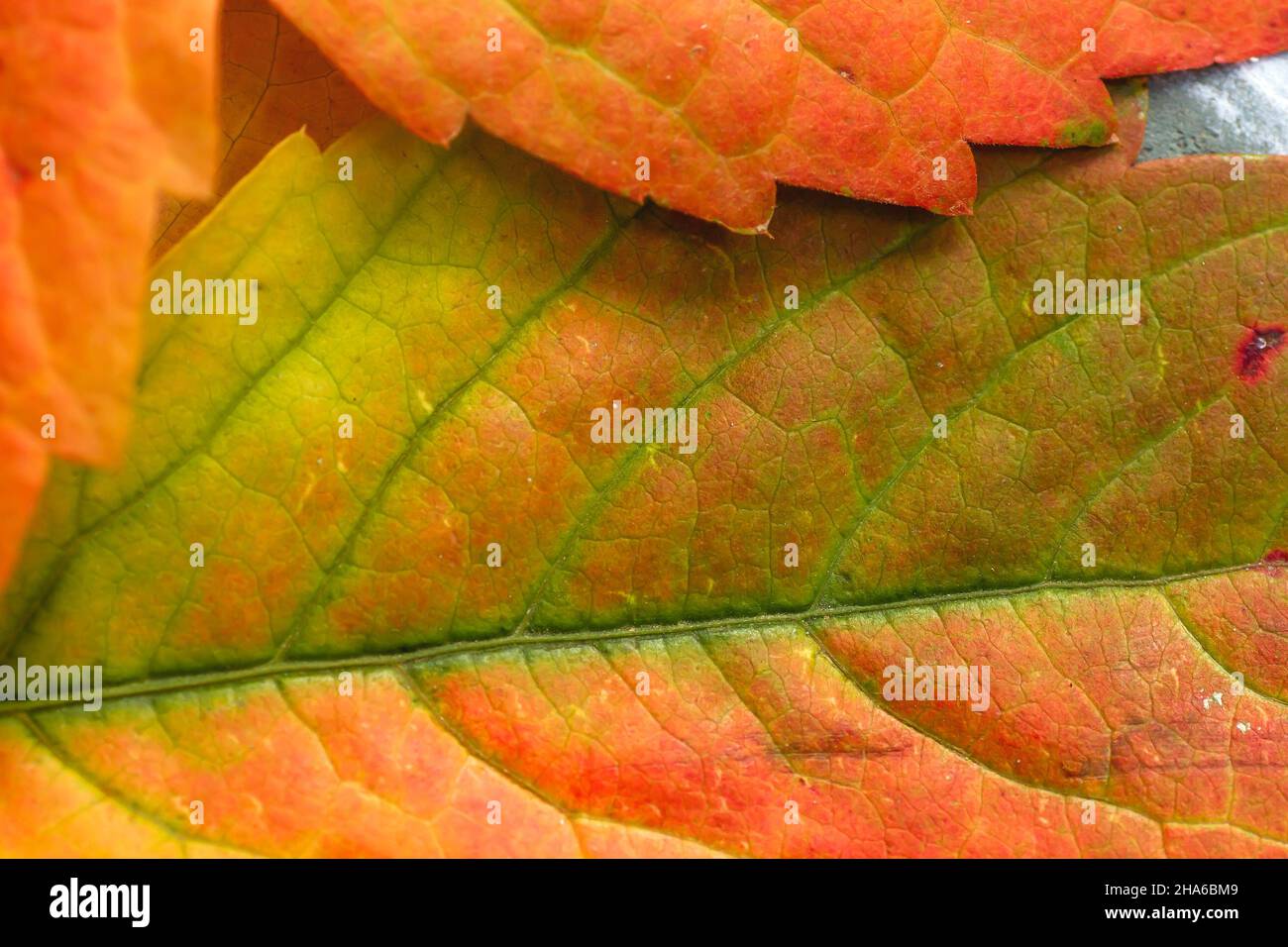 Parthenocissus quinquefolia, Virginia kriechender herbstlich rötlich gefärbter Blätter aus nächster Nähe, selektiver Fokus Stockfoto