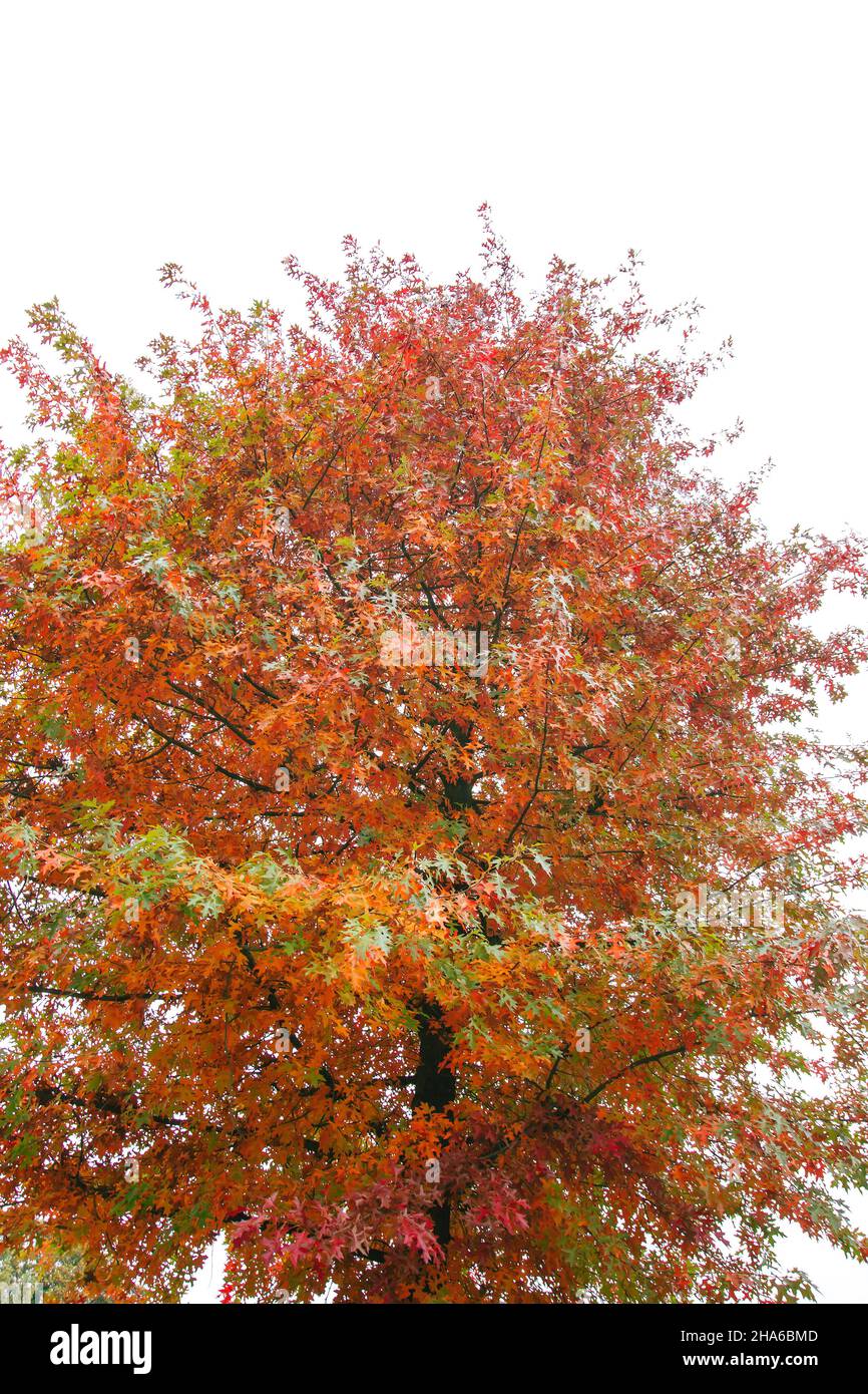 Quercus palustris Nadeleiche typisch herbstliches buntes Laub Stockfoto